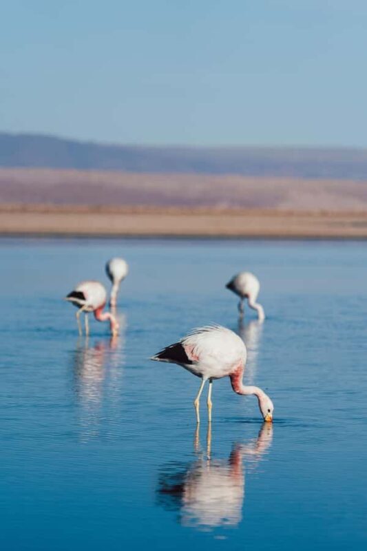 Triple tour: Red stones, highland lagoons and Chaxa Lagoon - Experience the Best of the Atacama Desert with a 3-in-1 Tour