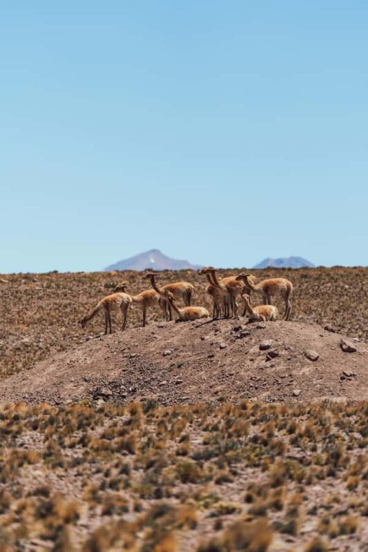 Triple tour: Red stones, highland lagoons and Chaxa Lagoon - Final Thoughts