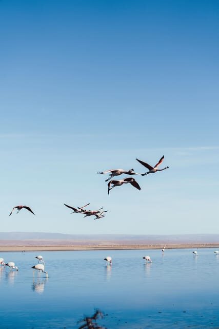 Triple tour: Red stones, highland lagoons and Chaxa Lagoon - FAQ