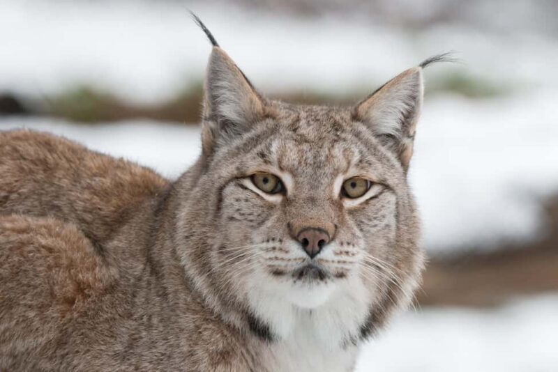 Tripsdrill Wildlife Park: Admission Ticket - Exploring Tripsdrill Wildlife Park: A Genuine Look