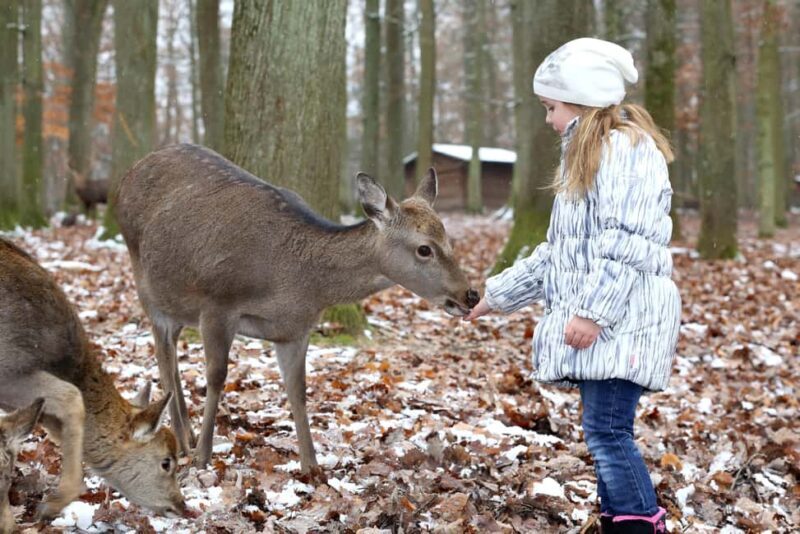 Tripsdrill Wildlife Park: Admission Ticket - Detailed Breakdown of the Experience
