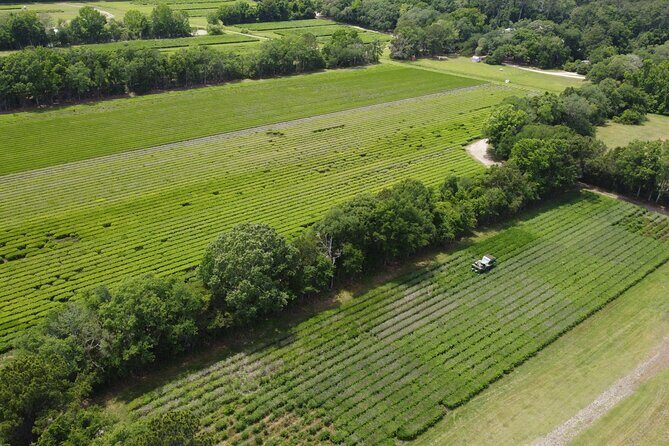 Trolley Tour in Wadmalaw Island of South Carolina - Exploring the Wadmalaw Island Trolley Tour: A Closer Look