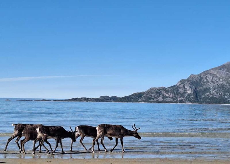 Tromso: Arctic Fjord & Nature Tour - FAQs