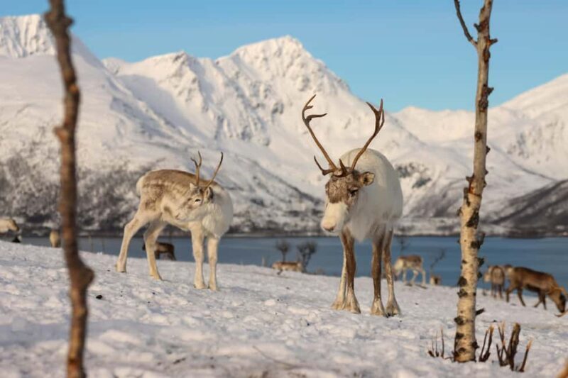 Tromsø: Arctic Fjords Tour. Sommerøya and Kvaløya with Lunch - A Scenic Journey through Arctic Norway: What to Expect