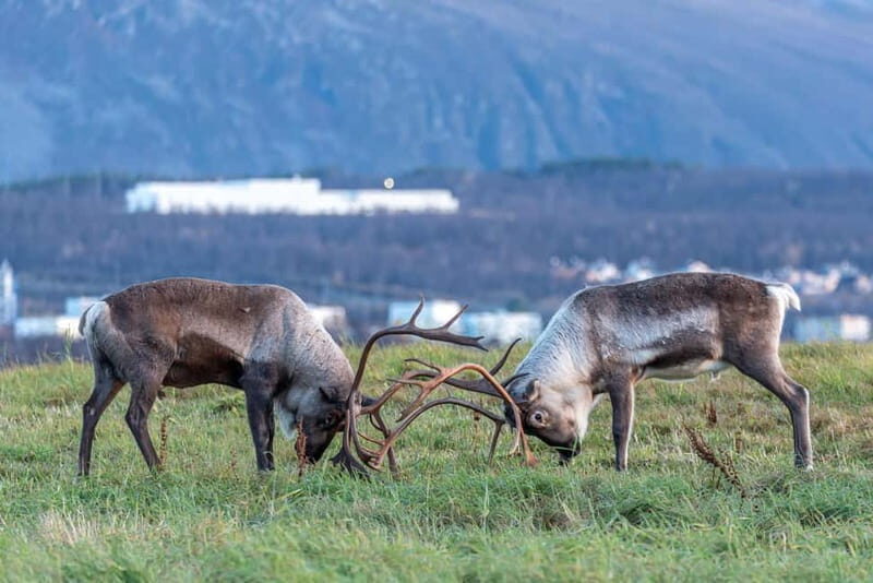 Tromsø: Arctic Snowshoeing Experience - The Sum Up