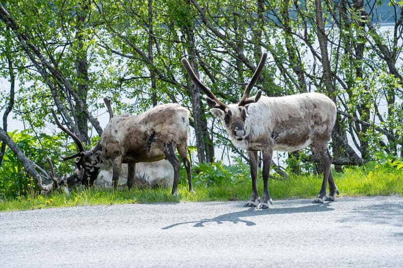 Tromsø: Artic Fjord tour - Overall Value and Final Thoughts