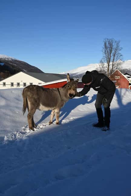 Tromsø: Cosy Farm Visit with a Chance of Northen Lights - An In-Depth Look at the Farm Experience Near Tromsø