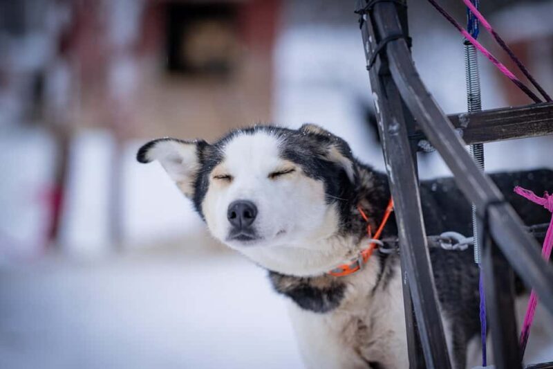 Tromsø: Dog Sledding Adventure at Camp Aspemo - An In-Depth Look at the Tromsø Dog Sledding Tour