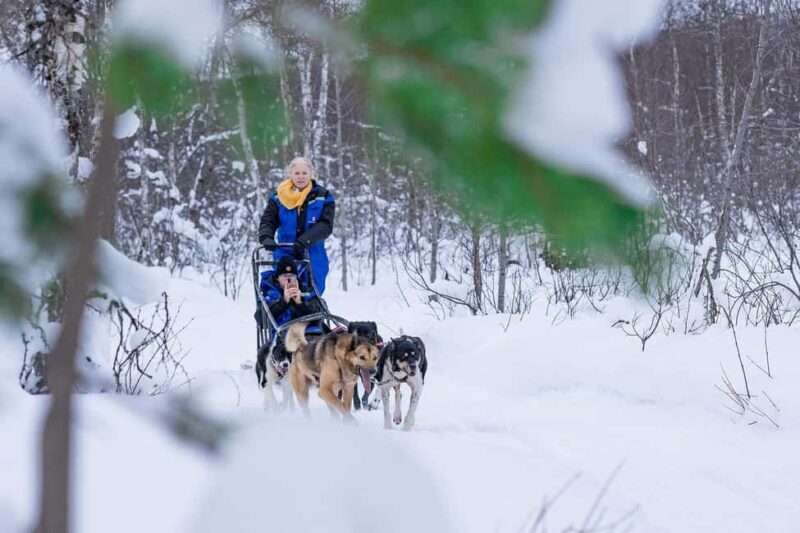 Tromsø: Dog Sledding Adventure at Camp Aspemo - Considerations and Who Will Enjoy This