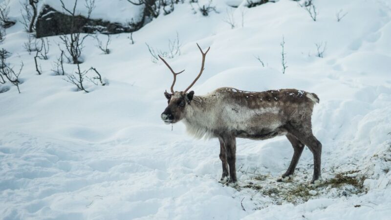 Tromsø: Exclusive Fjord Adventure by Bus - Final Thoughts: Is It Worth It?