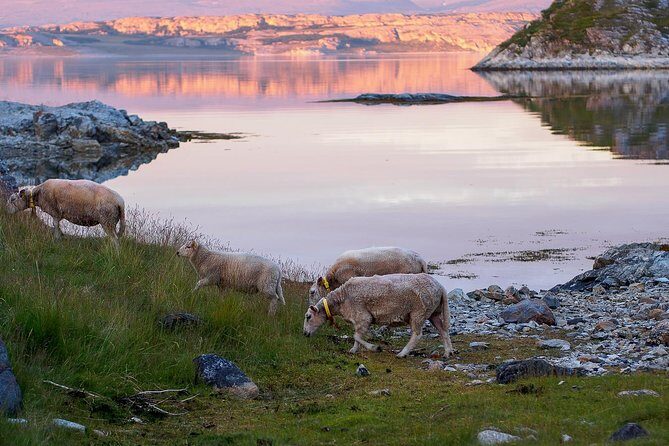 Tromsø: Exclusive Fjord Adventure by Bus - Key Points