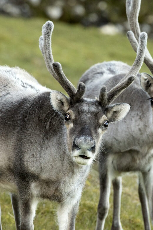 Tromso: Fjord Arctic Adventure Expedition - Who Will Love This Tour?