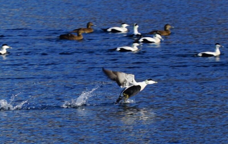 Tromsø: Fjord Cruise by Luxury Yacht - Why It Works for Different Travelers