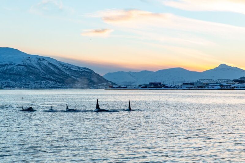 Tromsø: Fjord History Cruise with Snack and Drinks - Authentic Experience and Value