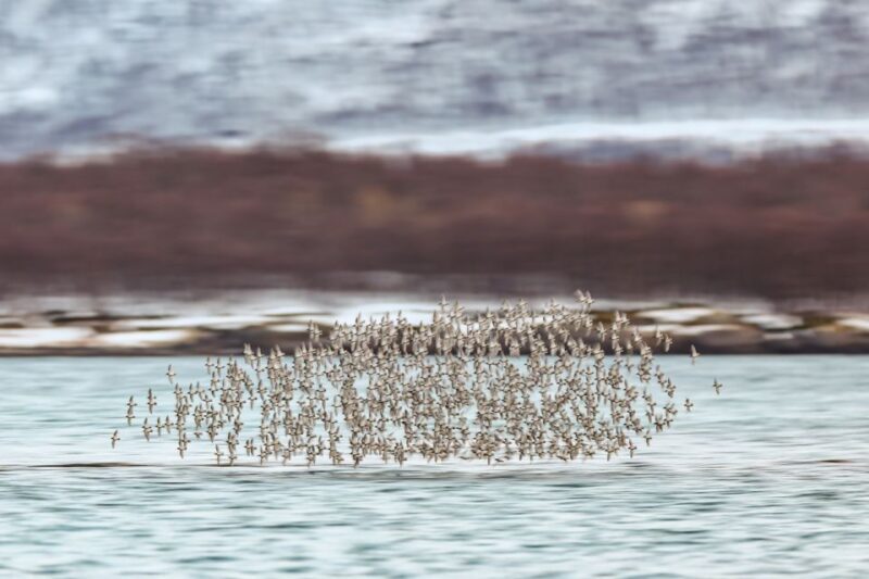 Tromsø: Fjord History Cruise with Snack and Drinks - The Sum Up
