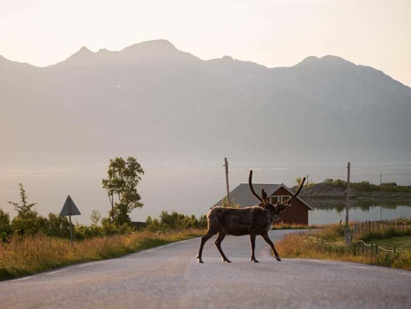 Tromsø: Fjord Tour to Sommarøy with Expert Spanish-speaking Guide - Key Points