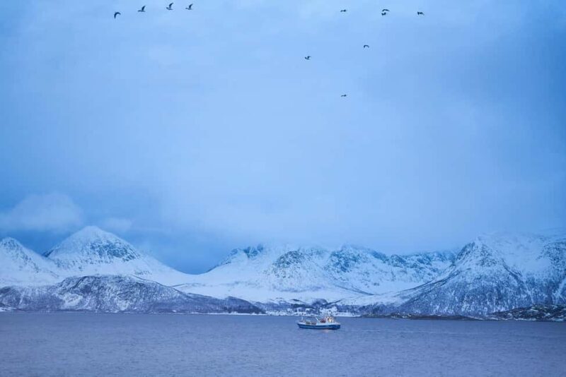 Tromsø: Fjord tour to Sommarøya - A Closer Look at the Fjord and Wildlife Experience
