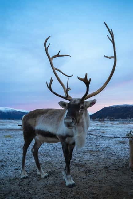 Tromsø: Fjords and Sommarøy Tour with Warm Local Lunch - The Sum Up