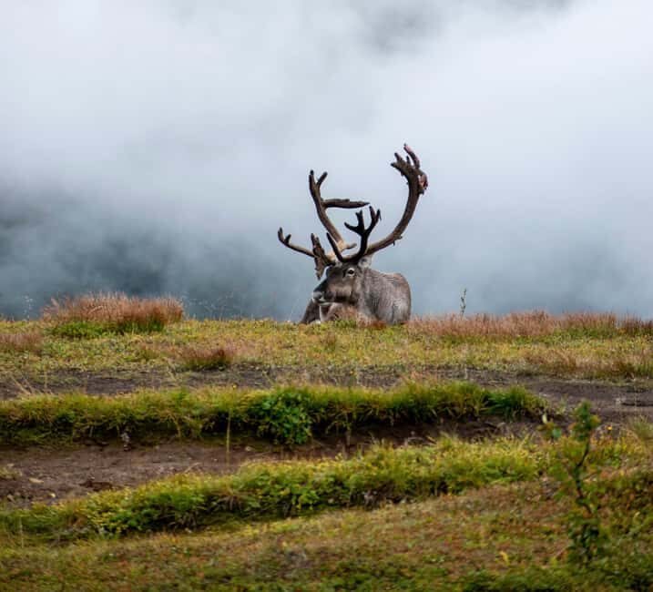 Tromsø: Fjords and Sommarøy Tour with Warm Local Lunch - FAQs