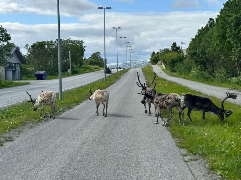 Tromsø: Fjords and Wildlife Tour in a Minibus - Analyzing the Value: Is It Worth It?