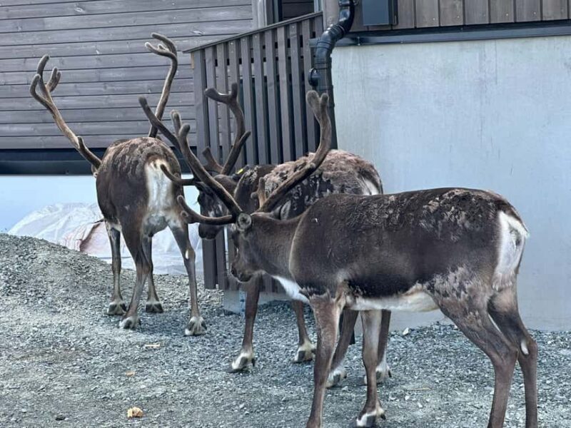 Tromsø: Fjords and Wildlife Tour in a Minibus - Who Should Consider This Tour?