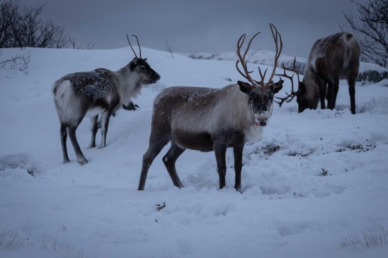 Tromsø: Fjords & Beaches Tour with campfire and photos - Key Points