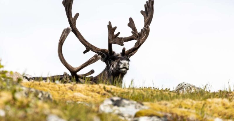 Tromso: Guided Fjord Expedition in Kvaløya with Light Lunch - Key Points