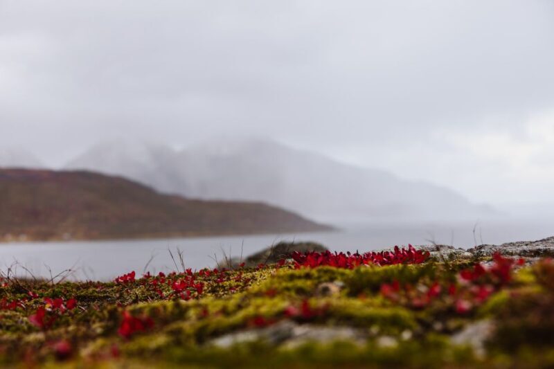 Tromso: Guided Fjord Expedition in Kvaløya with Light Lunch - Final Thoughts