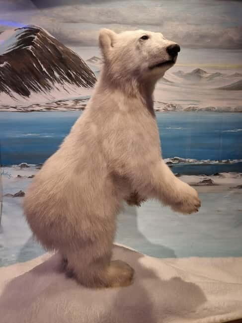 Tromsø: Guided Polar Bear Walk incl. Polaria & Polar Museum - What to Expect: Practical Details