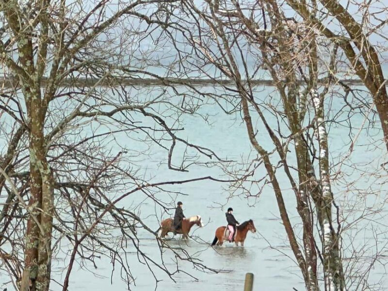 Tromsø: Horseback Riding Tour vinter/summer - The Sum Up: Is This Horseback Riding Tour Right for You?