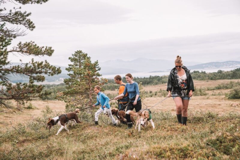 Tromsø: Husky Hike and Puppy Visit with Traditional Lunch - Tromsø: Husky Hike and Puppy Visit with Traditional Lunch — An Authentic Arctic Adventure