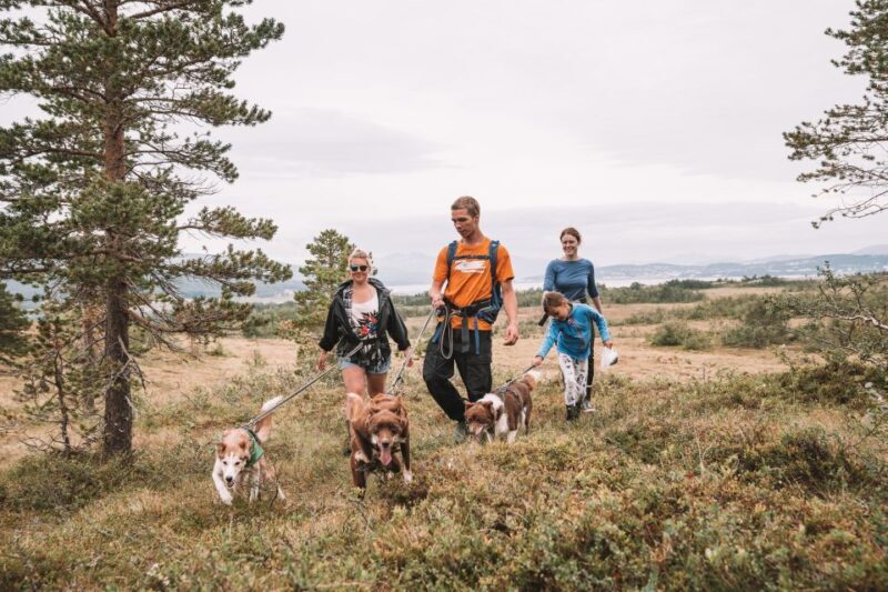 Tromsø: Husky Hike and Puppy Visit with Traditional Lunch - The Sum Up