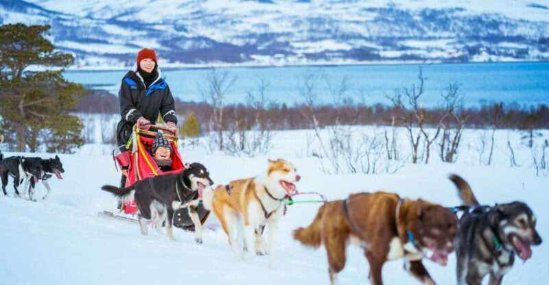 Tromsø: Husky Sled Self-Drive with Traditional Lunch - A Detailed Look at the Tromsø Husky Sled Experience