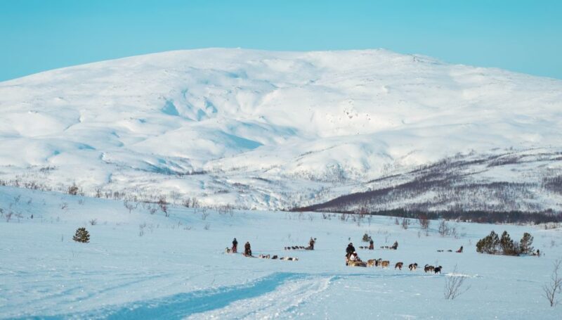 Tromsø: Husky Sled Self-Drive with Traditional Lunch - The Sum Up