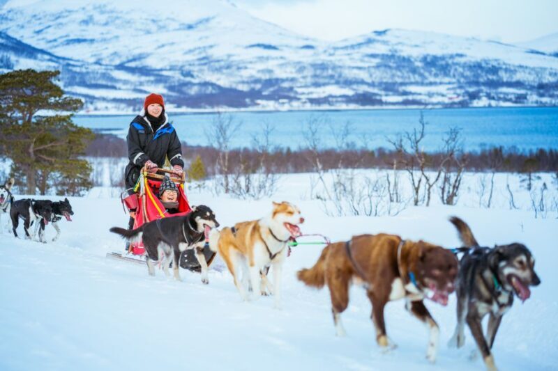 Tromsø: Husky Sled Self-Drive with Traditional Lunch - FAQ
