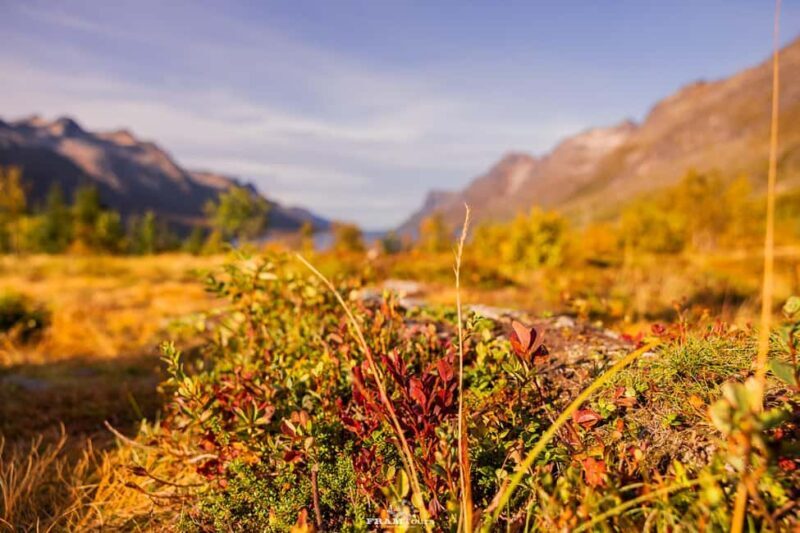 Tromsø: Lyngen Alps Sightseeing Tour with Lunch - The Details: Exploring the Lyngen Alps from Tromsø