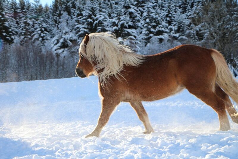 Tromsø: Lyngen Horse Stud Farm Visit - The Experience at a Glance