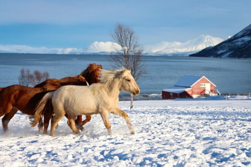 Tromsø: Lyngen Horse Stud Farm Visit - Real Experiences From Visitors