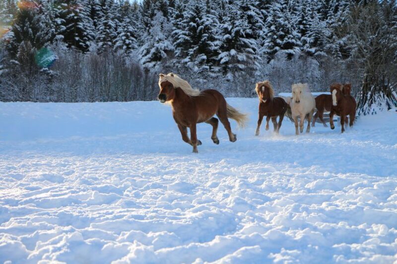 Tromsø: Lyngen Horse Stud Farm Visit - Practical Details and Considerations