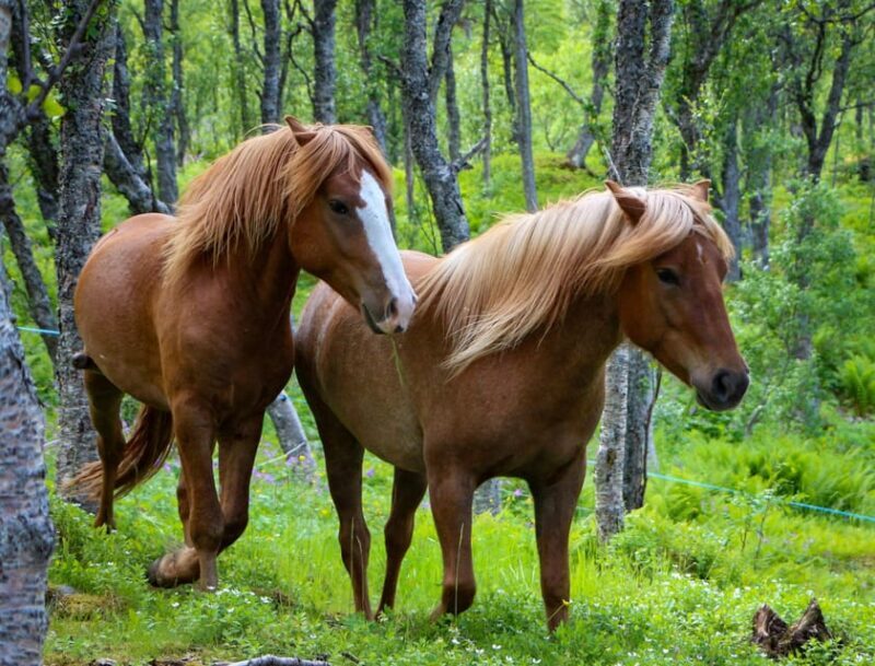 Tromsø: Lyngen Horse Summer Evening Riding Experience - Key Points