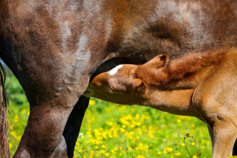 Tromsø: Lyngen Horse Summer Evening Riding Experience - Practical Considerations