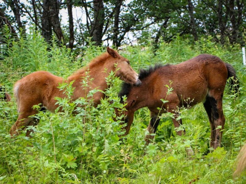 Tromsø: Lyngen Horse Summer Evening Riding Experience - Why This Tour Stands Out