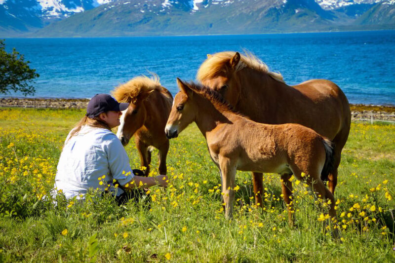 Tromsø: Lyngen Horse Summer Evening Riding Experience - The Sum Up