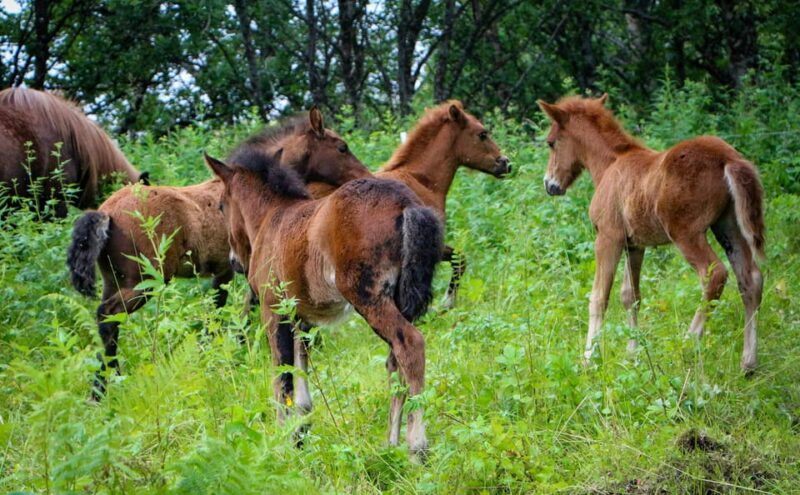 Tromsø: Lyngen Horse Summer Evening Riding Experience - FAQ
