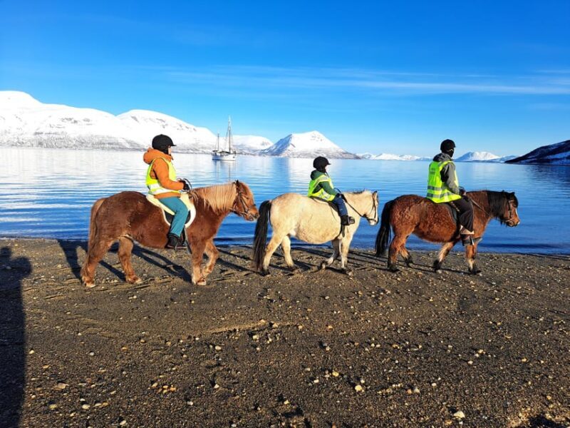 Tromsø: Lyngen Horse Winter Riding Experience - A Detailed Look at the Lyngen Horse Winter Rides