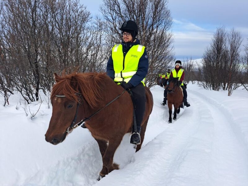 Tromsø: Lyngen Horse Winter Riding Experience - What’s Included and What’s Not