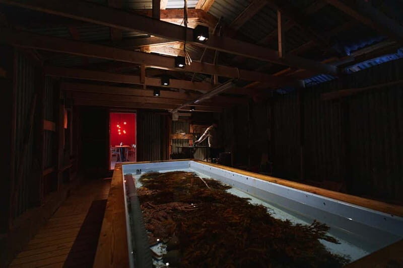 Tromsø: Northern Lights Live King Crab Dinner by the Sea - Practical Considerations