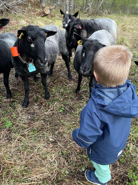 Tromsø: Norwegian farmvisit with guide - Who Will Love This Tour?