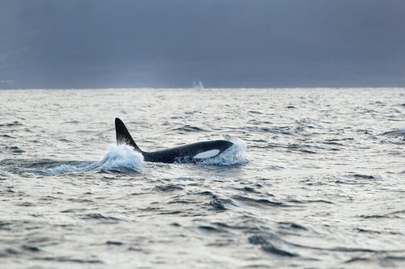 Tromsø: Orca and Whale Watching comfort heated boat Trip - Tromsø: Orca and Whale Watching Comfort Heated Boat Trip — An In-Depth Review