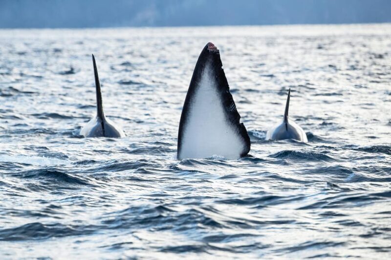 Tromsø: Orca and Whale Watching comfort heated boat Trip - Practical Considerations
